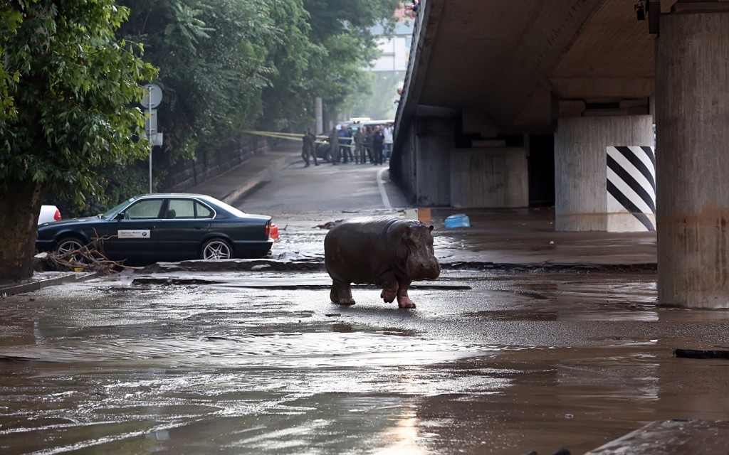 -- AFP PICTURES OF THE YEAR 2015 -- A hippopotamus walks across a flooded street in Tbilisi on June 14, 2015. Tigers, lions, jaguars, bears and wolves escaped on June 14 from flooded zoo enclosures in the Georgian capital Tbilisi, the mayor's office said. Some of the animals were captured by police while others were shot dead, the mayor's office told local Rustavi 2 television. At least eight people have drowned and several others are missing in the Georgian capital Tbilisi in serious flooding. AFP PHOTO / BESO GULASHVILI