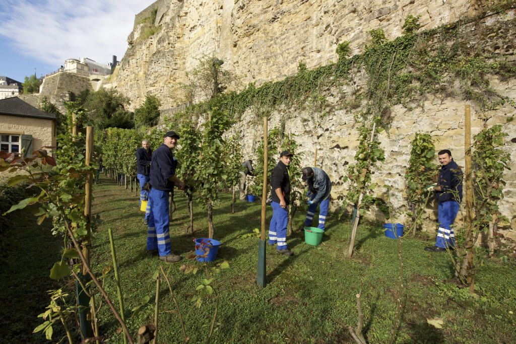 Quatre ares de vignes ont été plantés depuis 2004 au pied du Bock. (photo Alain Rischard)