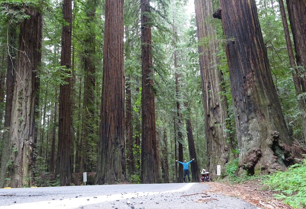 Yannis Bastian au milieu des arbres millénaires d'Eureka, en Californie (États-Unis).