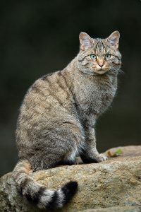 Pour un chat sauvage, ce genre de forêt est le paradis ! (Photo : Lviatour / Wikipédia) 