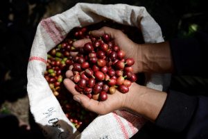This picture taken on March 11, 2018 shows coffee beans on a farmer's hands during the harvest in Gayo highland, Takengon district, Aceh province. At the end of 2017 until early 2018 coffee exports decreased due to weather factors, deputy for Distribution and Service Statistics of the Indonesian Central Bureau of Statistics, Yunita Rusanti said. / AFP PHOTO / CHAIDEER MAHYUDDIN