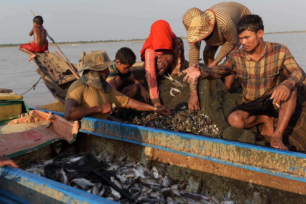 Des pêcheurs cherchent leurs prises dans un filet de pêche sur un bateau sur le lac Tonle Sap. (Photo : AFP)