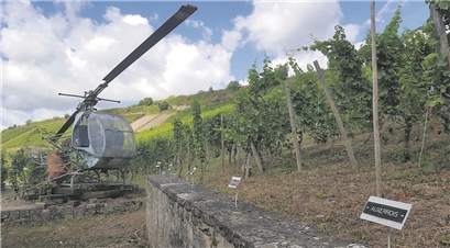 La mini-vigne du musée du Vin, et son antique hélicoptère.