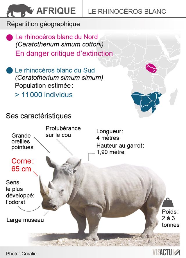 640_visactu-le-rhinoceros-blanc-15aaa411c92