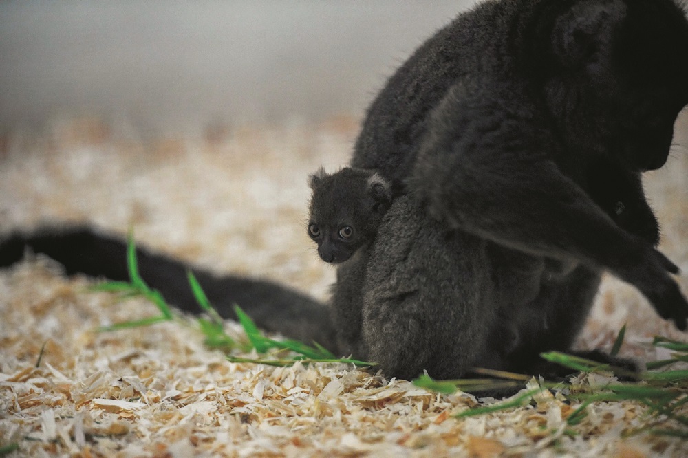 An unnamed Greater Bamboo Lemur cub clings on to its mother Veloma at the zoo of the citadel of Besancon, eastern France, on August 1, 2019. - The cub was born on July 2, 2019 to parents Veloma, 6 years, and Ivongo, 14 years. This lemur species from Madagascar is endangered. It is estimated that currently around 1000 animals live in nature, 26 live in zoos. (Photo by SEBASTIEN BOZON / AFP)