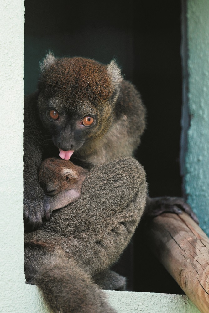 An unnamed Greater Bamboo Lemur cub clings onto its mother Veloma at the zoo of the citadel of Besancon, eastern France, on August 1, 2019. - The cub was born on July 2, 2019 to parents Veloma, 6 years, and Ivongo, 14 years. This lemur species from Madagascar is endangered. It is estimated that currently around 1000 animals live in nature, 26 live in zoos. (Photo by SEBASTIEN BOZON / AFP)