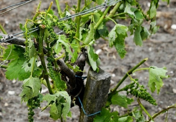 Les effets de la grêle sur la vigne peuvent être dévastateurs (Photo d'illustration : AFP).
