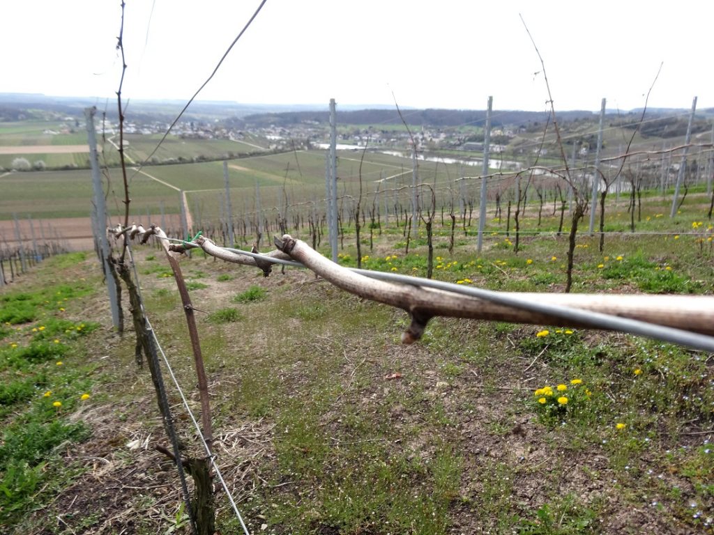 Les vignes luxembourgeoises continuent d'être travaillées : les vignerons, comme les agriculteurs, ont obtenu une dérogation (Photo : Erwan Nonet).
