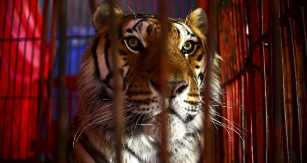 Les Animaux Des Cirques Mexicains Retrouvent Leur Liberté