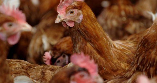 Reckange Sur Mess Pas De Pag Pas De Poulailler Le Quotidien