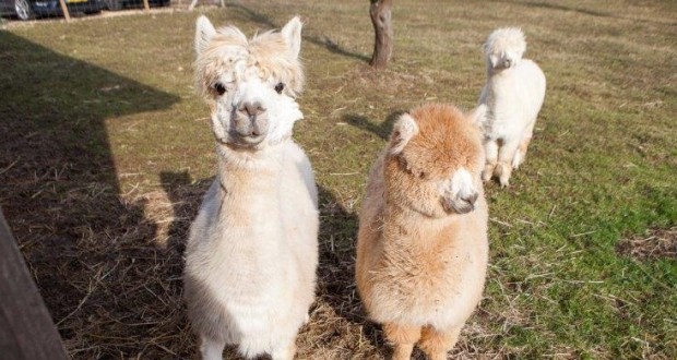 Gratuit Images Dudelange Elle Va Chercher La Laine Dans Son Jardin Le Quotidien dernière par