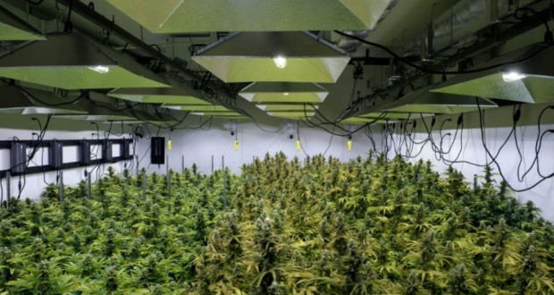 pays bas cannabis plantation