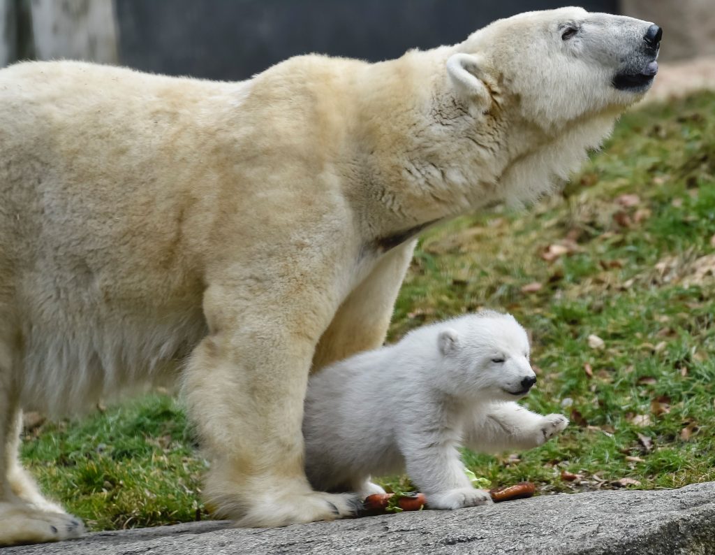 GERMANY-ANIMALS