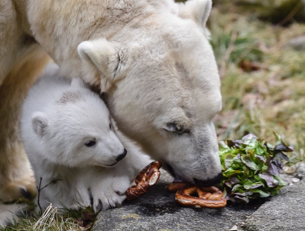 GERMANY-ANIMALS