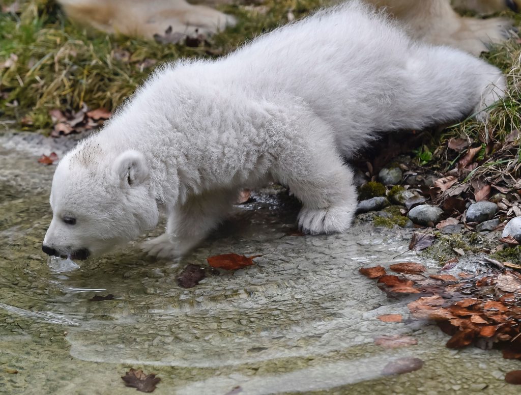 GERMANY-ANIMALS