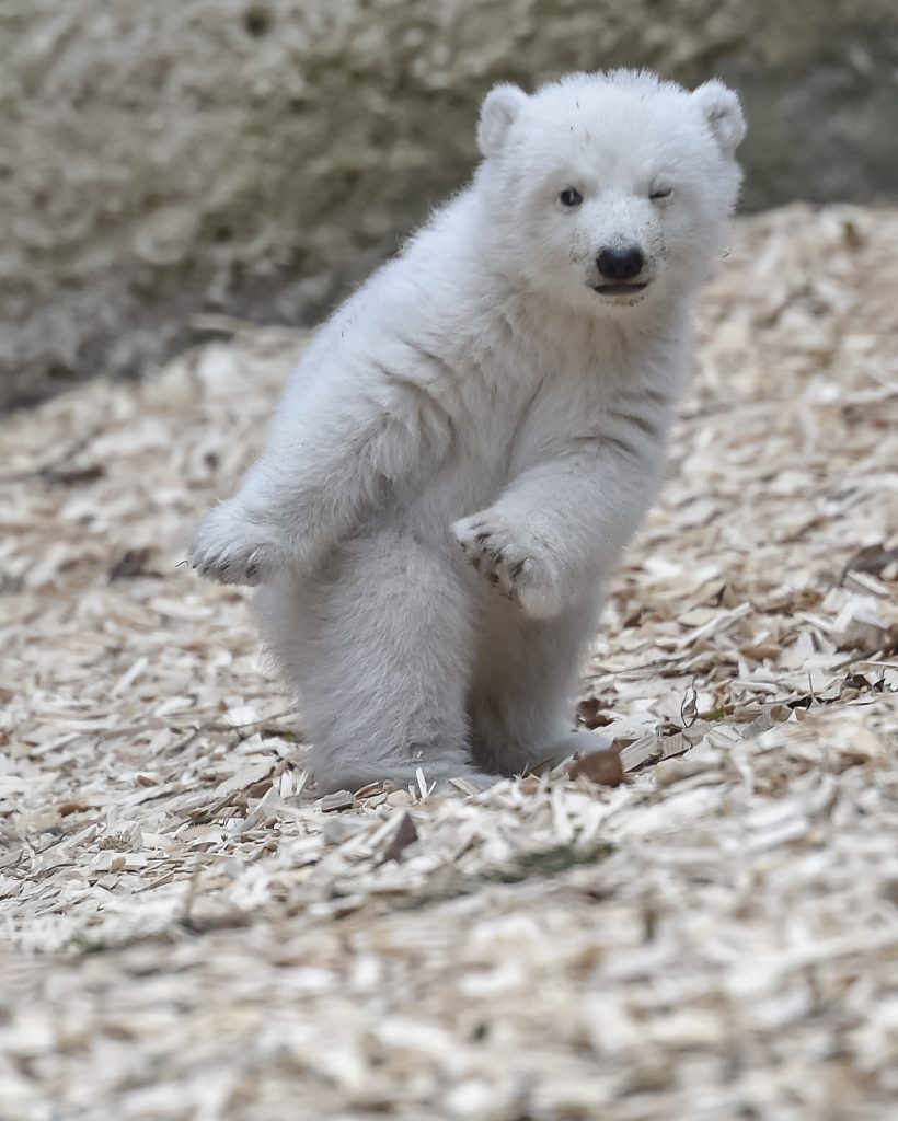 Ce bébé ours polaire fait déjà le show au zoo de Munich. (photo AFP)