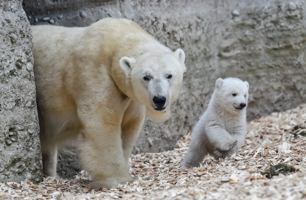 GERMANY-ANIMALS