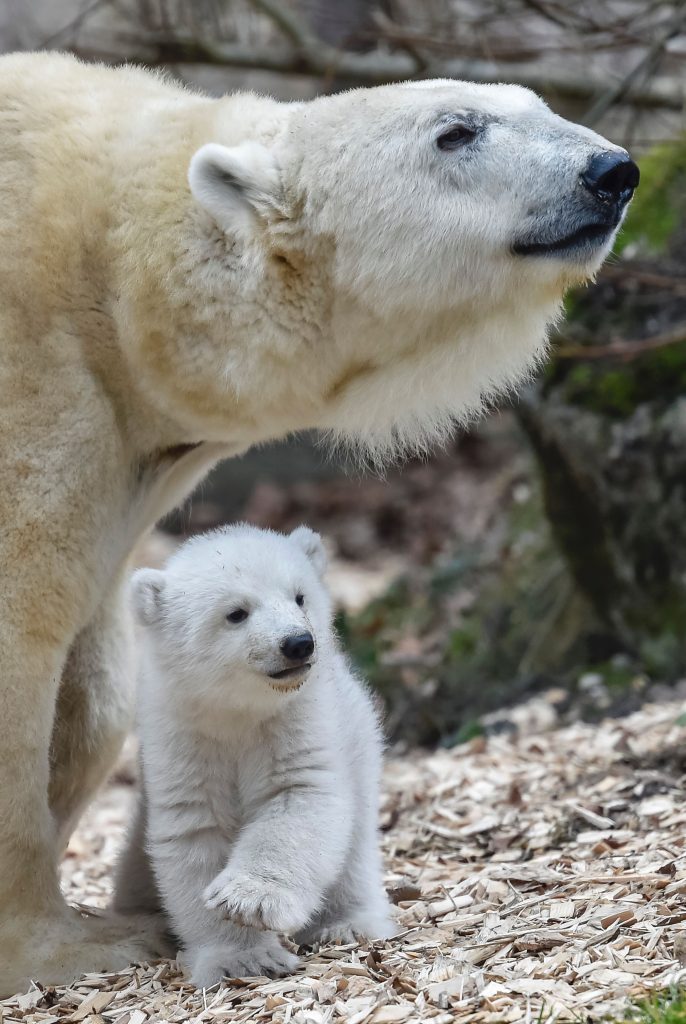 GERMANY-ANIMALS