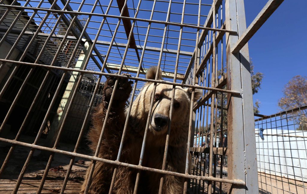 Lula, l'ours nécessite lui aussi des soins d'urgence. (photo AFP)