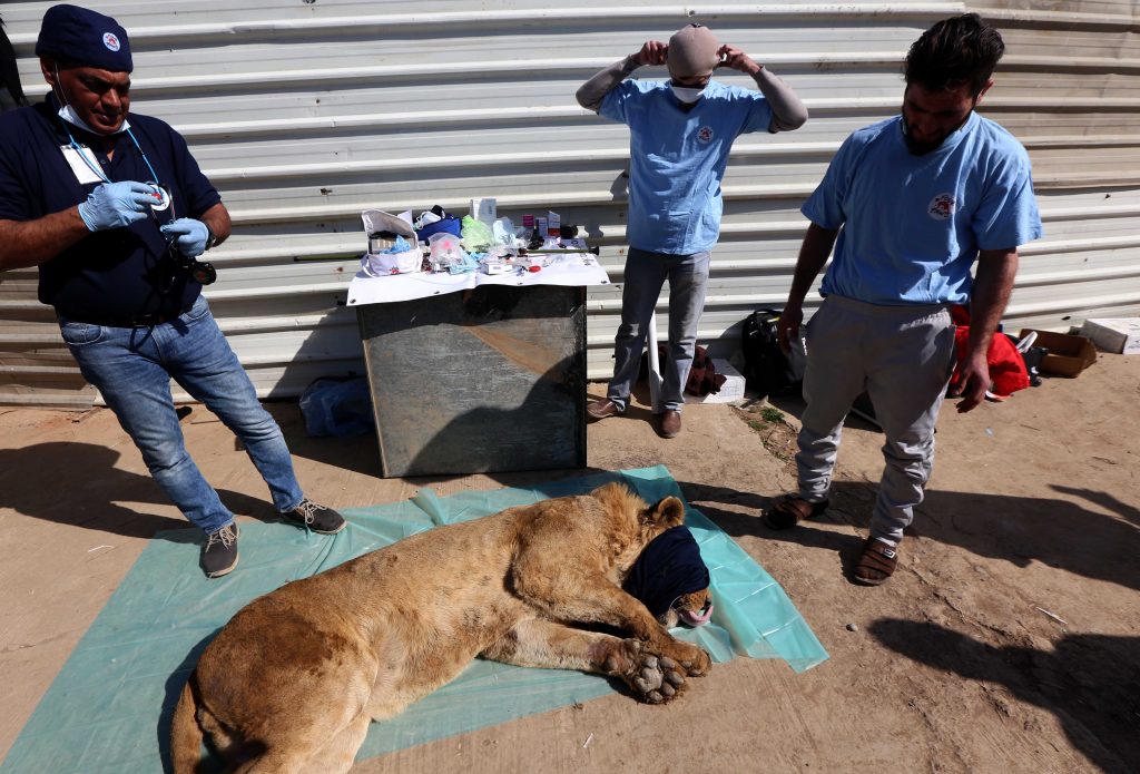 "Lorsque la guerre a commencé, la moitié des animaux a disparu", témoigne Abou Omar, le propriétaire du parc. (photo AFP)
