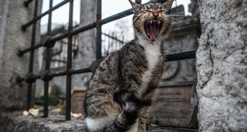 Dubaï Un Chat Jeté En Pâture à Des Chiens Pour Avoir Mangé