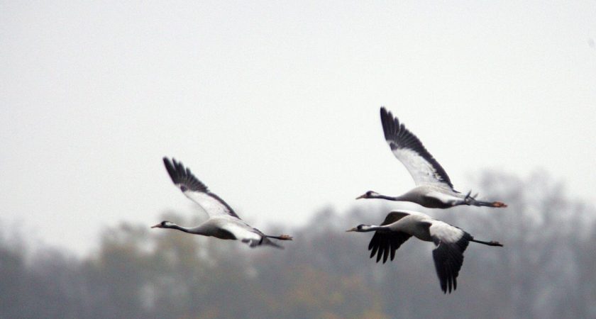 Grues Cendrées Embouteillage Dans La Grande Région Le