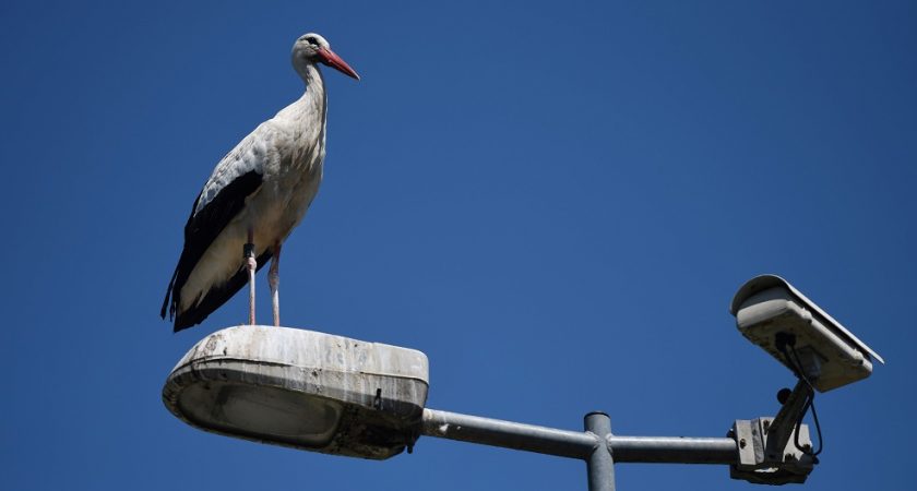 En Alsace Les Cigognes Parfois Un Peu Trop à Leur Aise Le