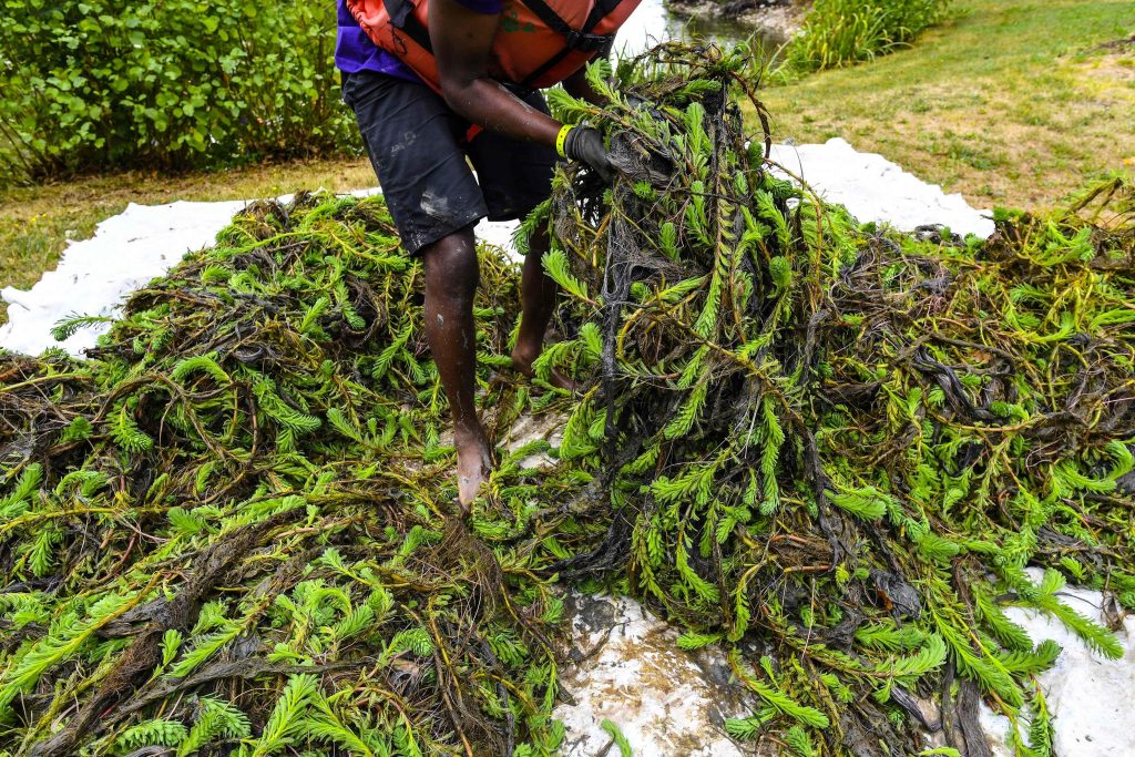 Cette plante envahissante, qui affectionne les eaux stagnantes bien ensoleillées. Espérons qu'elle restera loin du Luxembourg, car ses effets sont catastrophiques.