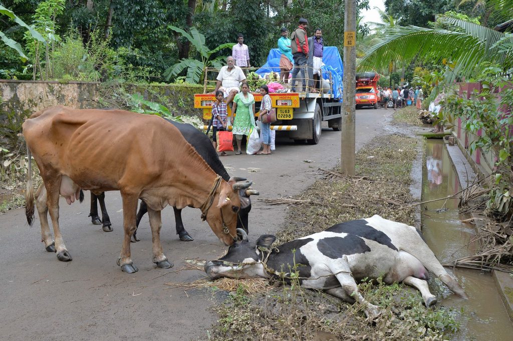 Scène de désolation au village d'Annamanada, dans le Kerala, un État situé sur la côte indienne tropicale de Malabar.