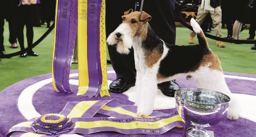 King Remporte Le Concours Canin De New York Le Quotidien