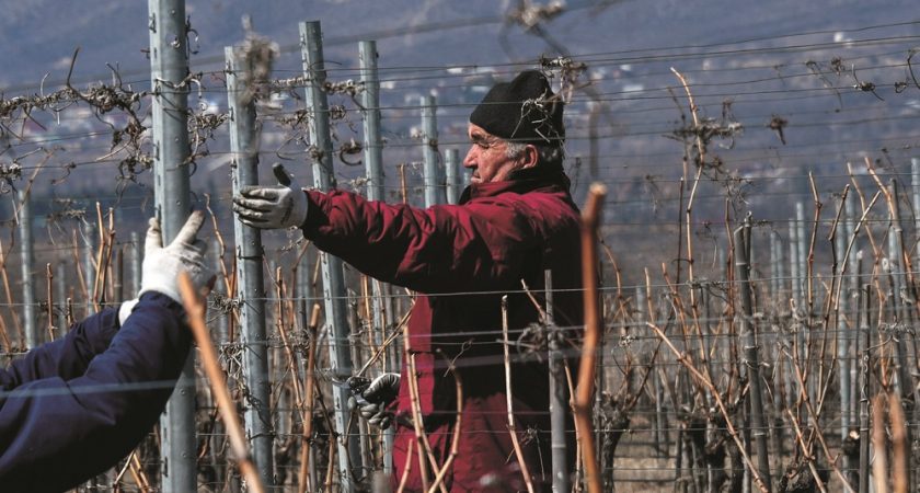 La Géorgie Veut Faire Pousser Des Vignes Sur Mars Le