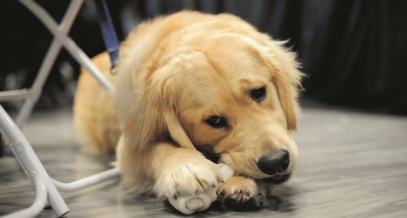 Le Traitement Antipuces De Votre Chien Peut Tuer Votre Chat