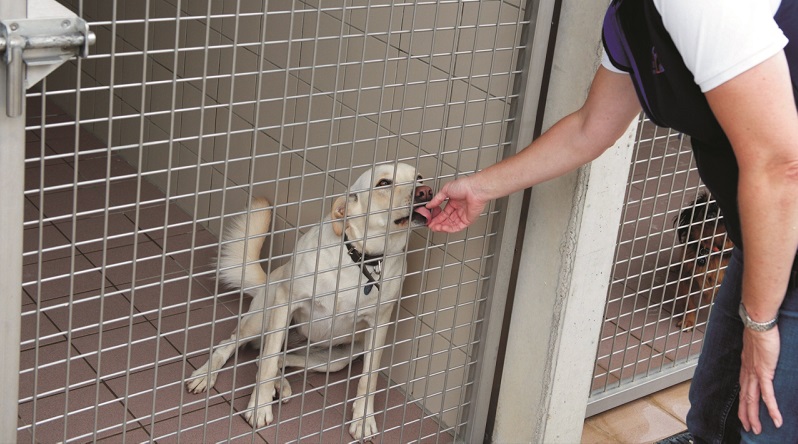 La Vaccination Du Chien Fiches Conseils