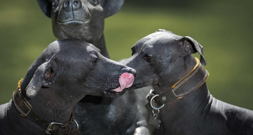 Insolite Chien Imberbe Cherche Hipster à Barbe Le Quotidien